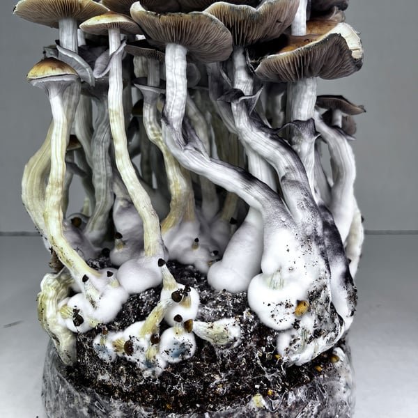 Amazia Ready-2-Grow Bag McKennaii