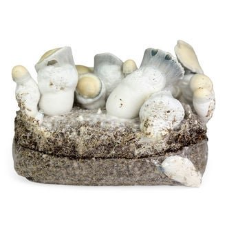 amaziashop-berlin. Amazia Ready-2-Grow Bag Jack Rabbit