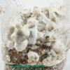 Amazia Ready-2-Grow Bag  Jack Rabbit