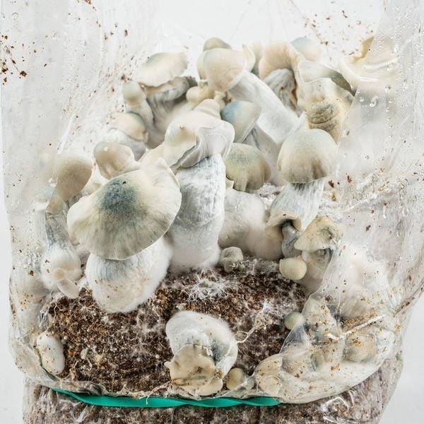 Amazia Ready-2-Grow Bag  Jack Rabbit