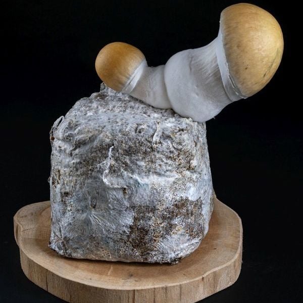 MycoBag Whitebilly