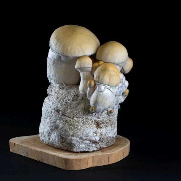 MycoBag Whitebilly