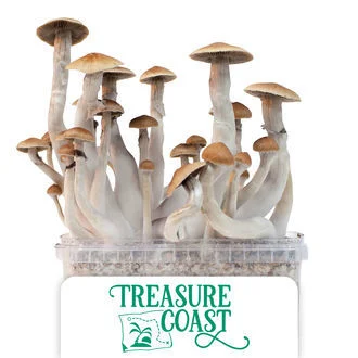 Amazia Grow Kit Treasure Coast