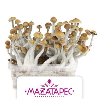 Amazia Grow Kit Mazatapec