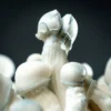 amaziashop-berlin (36) MycoBag Tidal Wave Ape