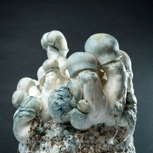 amaziashop-berlin. MycoBag Tidal Wave Ape
