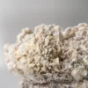 Ready-2-Grow Bag 'Enigma'