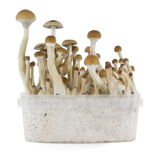 Fresh Mushrooms Grow Kit B+
