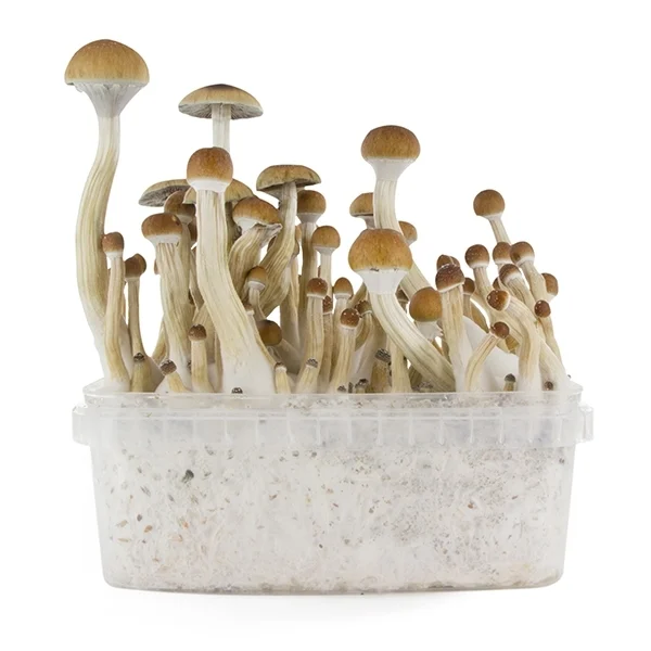 amaziashop-berlin (41) Fresh Mushrooms Grow Kit B+