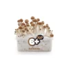 amaziashop-berlin (42) Fresh Mushrooms Grow Kit B+