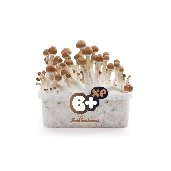 amaziashop-berlin (42) Fresh Mushrooms Grow Kit B+