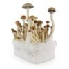 amaziashop-berlin (43) Fresh Mushrooms Grow Kit B+