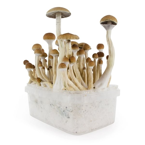 amaziashop-berlin (43) Fresh Mushrooms Grow Kit B+