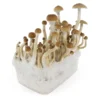 amaziashop-berlin (45) Fresh Mushrooms Grow Kit B+