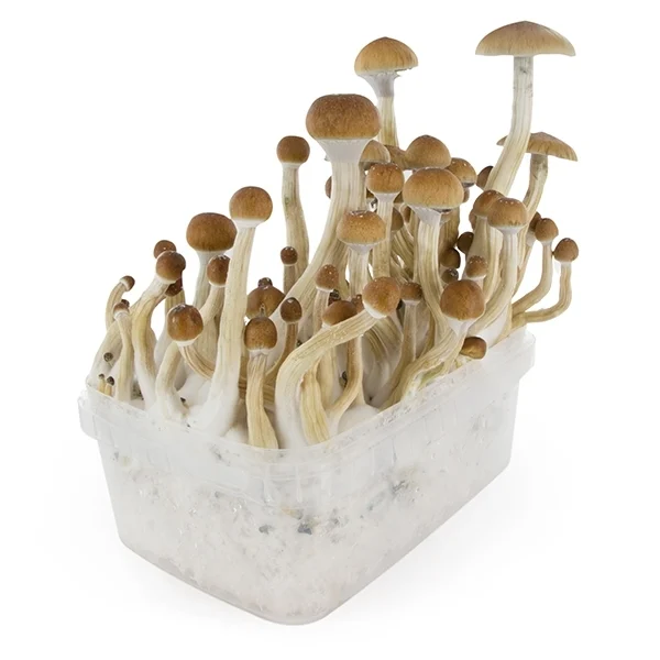amaziashop-berlin (45) Fresh Mushrooms Grow Kit B+