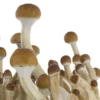amaziashop-berlin (46) Fresh Mushrooms Grow Kit B+