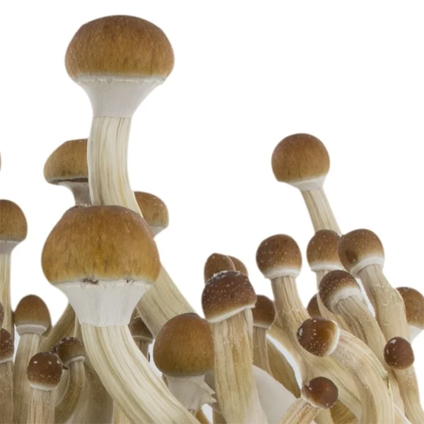 amaziashop-berlin (46) Fresh Mushrooms Grow Kit B+