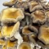 Amazia Ready-2-Grow Bag Golden Teacher