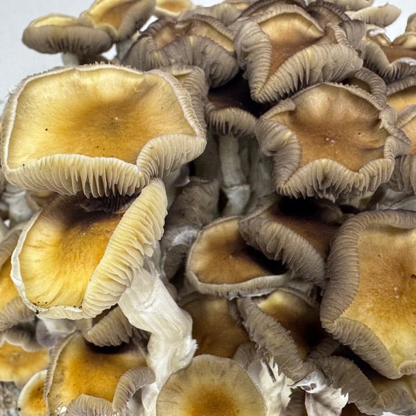 Amazia Ready-2-Grow Bag Golden Teacher