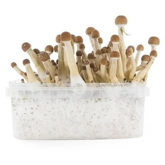 Fresh Mushrooms Grow Kit Mexican