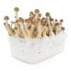 amaziashop-berlin (54) Fresh Mushrooms Grow Kit Mexican