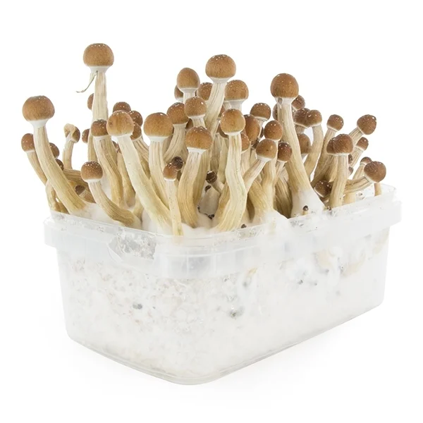 amaziashop-berlin (54) Fresh Mushrooms Grow Kit Mexican