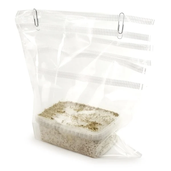 amaziashop-berlin (56) Fresh Mushrooms Grow Kit Mexican