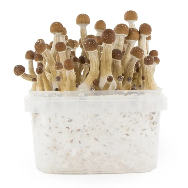 amaziashop-berlin (58) Fresh Mushrooms Grow Kit Mexican