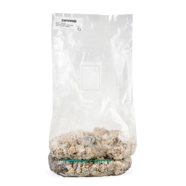 Ready-2-Grow Bag 'Enigma'