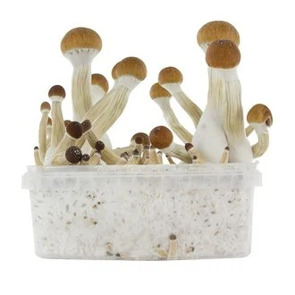 Fresh Mushrooms Grow