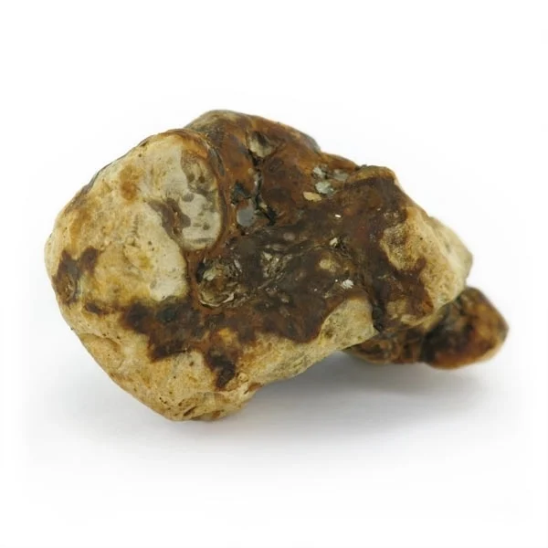 amaziashop-berlin (82) Atlantis Magic Truffles