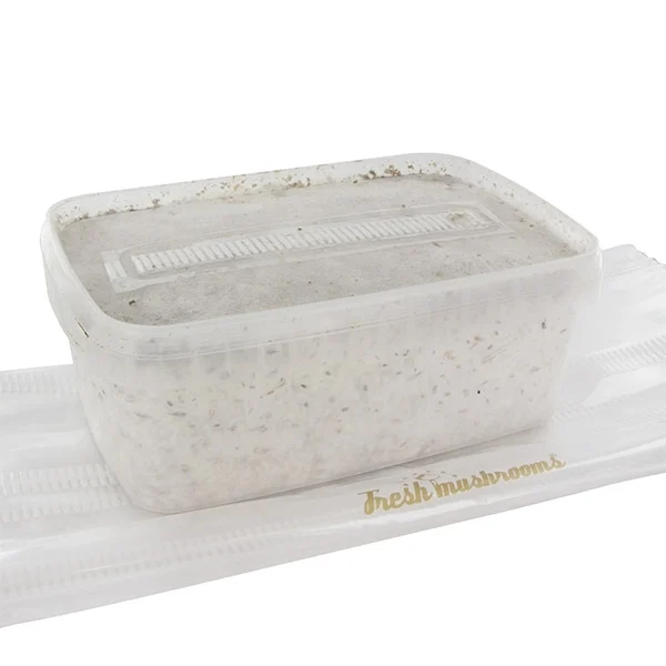Fresh Mushrooms Grow Kit 'Golden Teacher'