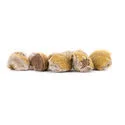 Hawaiian Baby Woodrose (Argyreia nervosa) 10 seeds