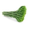 amaziashop-berli (6) San Pedro Crested (Echinopsis pachanoi cristata)