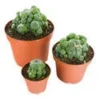 amaziashop-berlin (10) Peyote with Pups