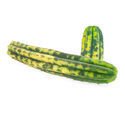 San Pedro Variegated
