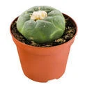 Lophophora