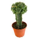 Grafted Peyote
