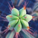 Bolivian Torch XL (Echinopsis bridgesii)