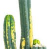 amaziashop-berlin (8) San Pedro Variegated (Echinopsis pachanoi variegata) Buenavista